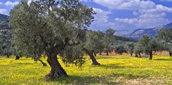 Plant a tree in Israel